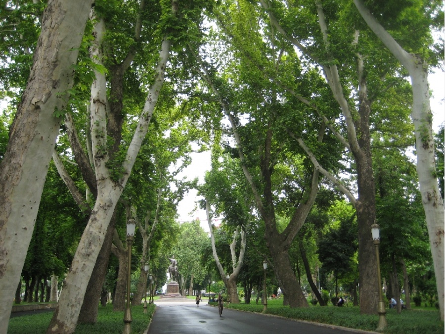 Ташкент Сквер Деревья